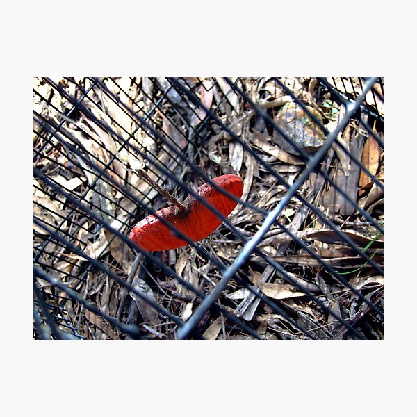 captured heart Photographic Print