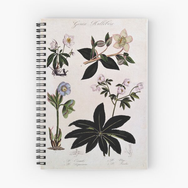 Aperçu de l'œuvre Four types of hellebore (Helleborus species): flowering stems and floral segments. Coloured lithograph. créée et vendue par WeAreDesign.