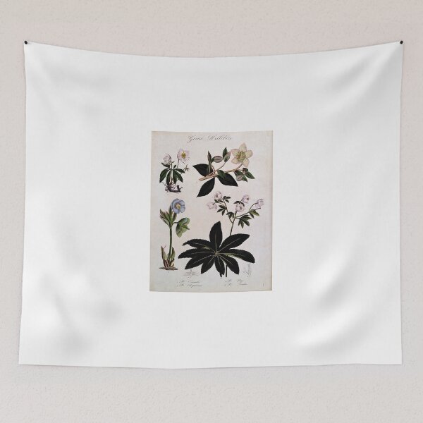 Artikelvorschau, Four types of hellebore (Helleborus species): flowering stems and floral segments. Coloured lithograph. entworfen und verkauft von WeAreDesign.