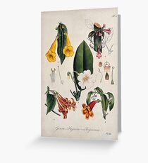 Five flowering plants, all species of the genus Bignonia. Coloured lithograph. Greeting Card
