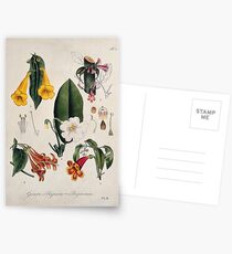 Five flowering plants, all species of the genus Bignonia. Coloured lithograph. Postcards