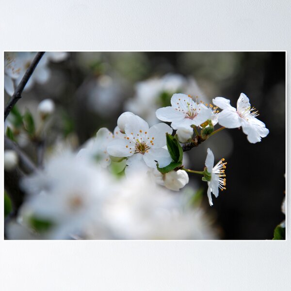 Item preview, Fleurs de prune designed and sold by Rebattu Etienne.