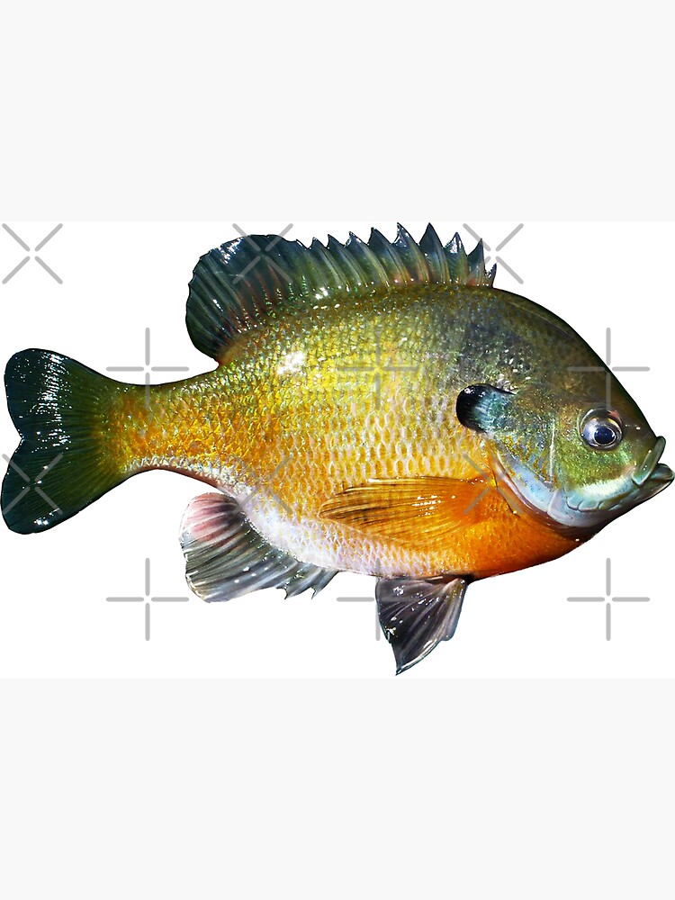 Bluegill Magnet for Sale by William Lee