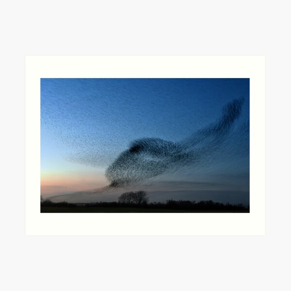 Starling Murmuration, Gretna 2018 Art Print
