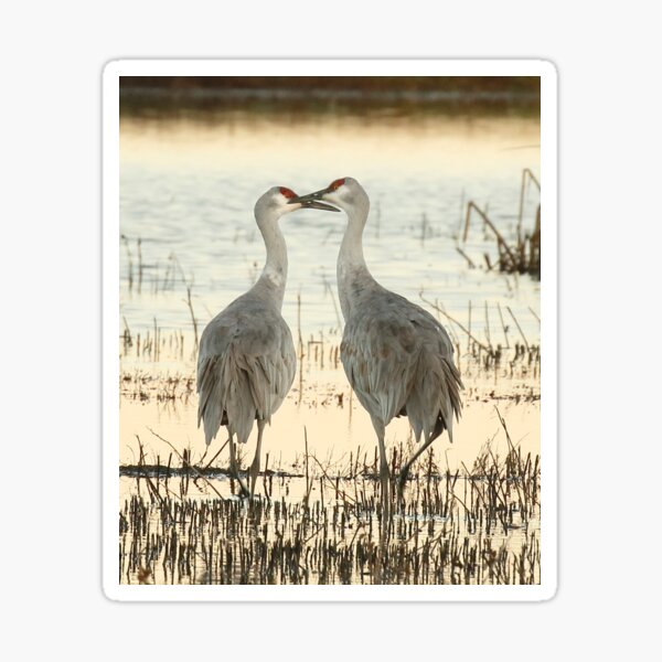 Sandhill Crane pair Sticker