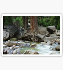Roots in the Merced River Sticker
