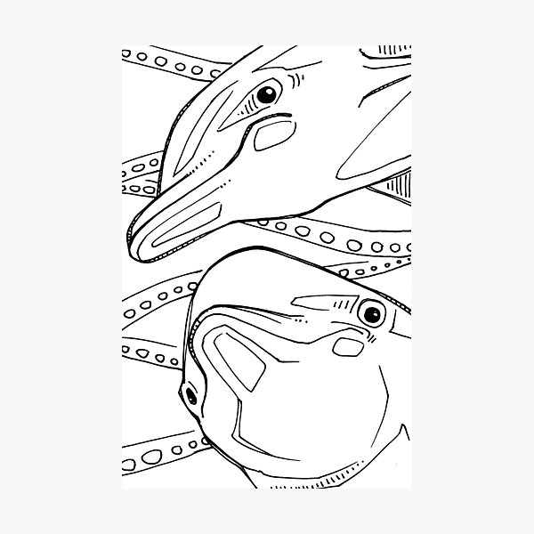 Bottlenose Dolphin, Coloring Page Photographic Print