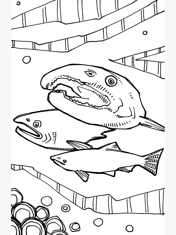 "Coho Salmon, Coloring Book Page" Art Print for Sale by gwennpaints