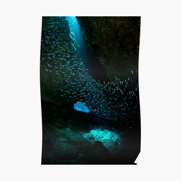 Fish swirl Poster