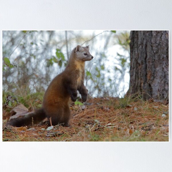 American marten deals for sale