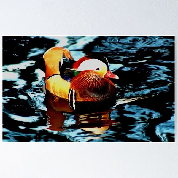 Item preview, Mandarin Duck designed and sold by Paul Adkin.