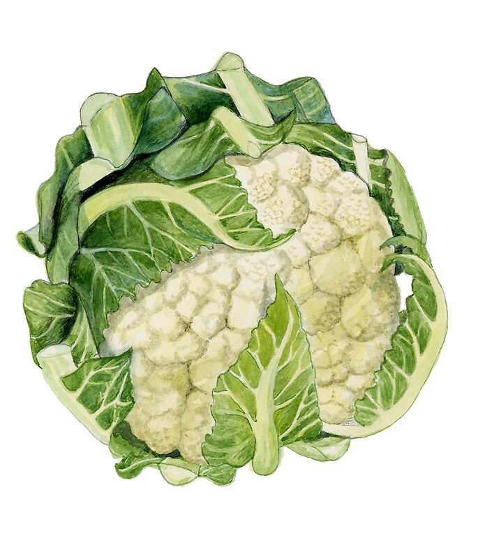 Cauliflower Design & Illustration Posters Redbubble