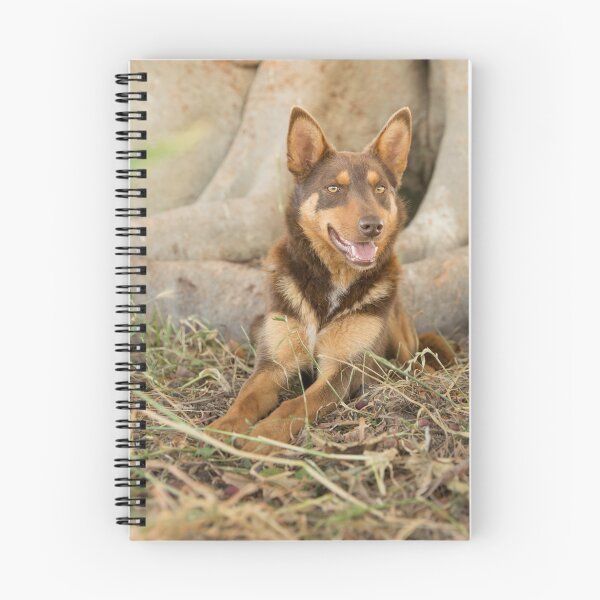 Artikelvorschau, Junger Kelpie .... Ross. entworfen und verkauft von mitpjenkeating.