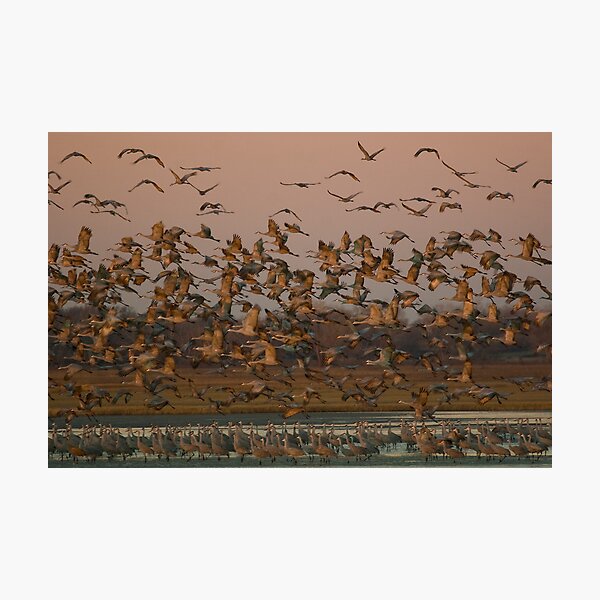 Item preview, Sand Hill Cranes at Dawn designed and sold by Jerry Segraves.