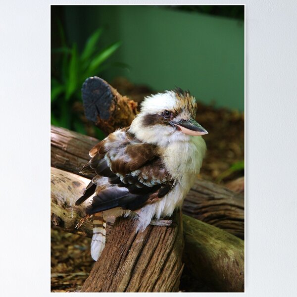 Item preview, Laughing Kookaburra designed and sold by Alicia  Liliana.