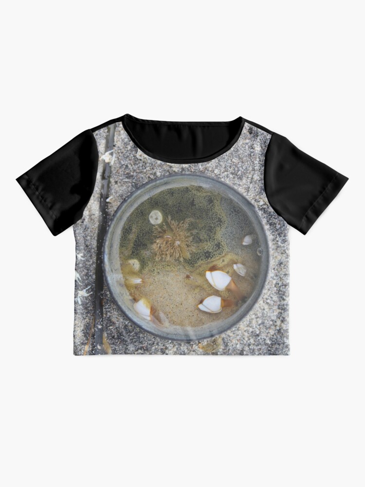 Alternate view of Barnacles at Home in a Plastic Lid - 2016 Chiffon Top