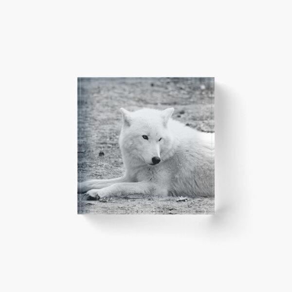 Artikelvorschau, Arktischer Wolf entworfen und verkauft von MarionsArt.