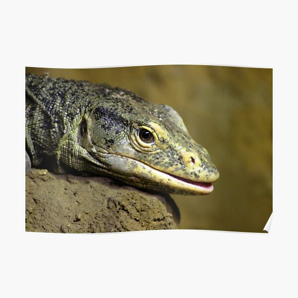 Reptile Poster