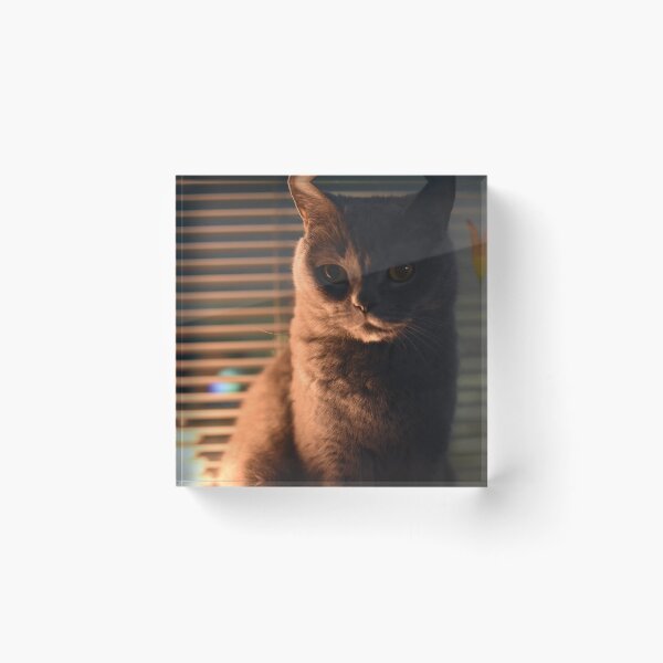 Artikelvorschau, Abendkatze entworfen und verkauft von noelle-far.
