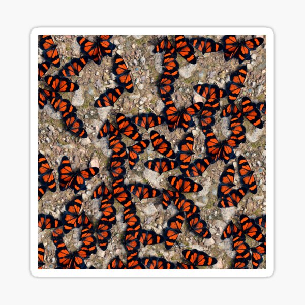 Item preview, Red-banded Altinote Peru designed and sold by Schoensl.