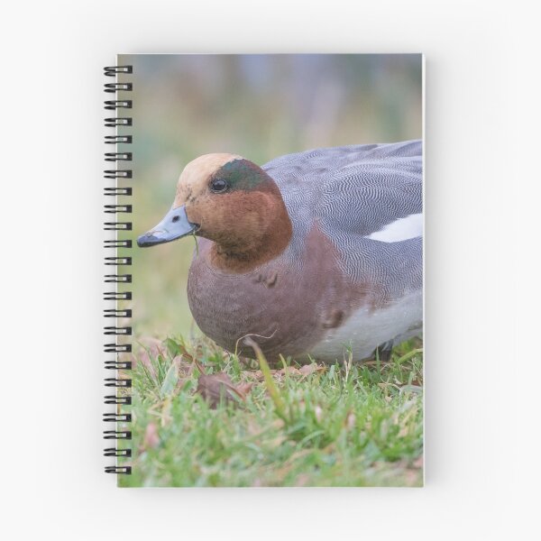 Item preview, Wigeon - Anas penelope designed and sold by LaurenTucker.
