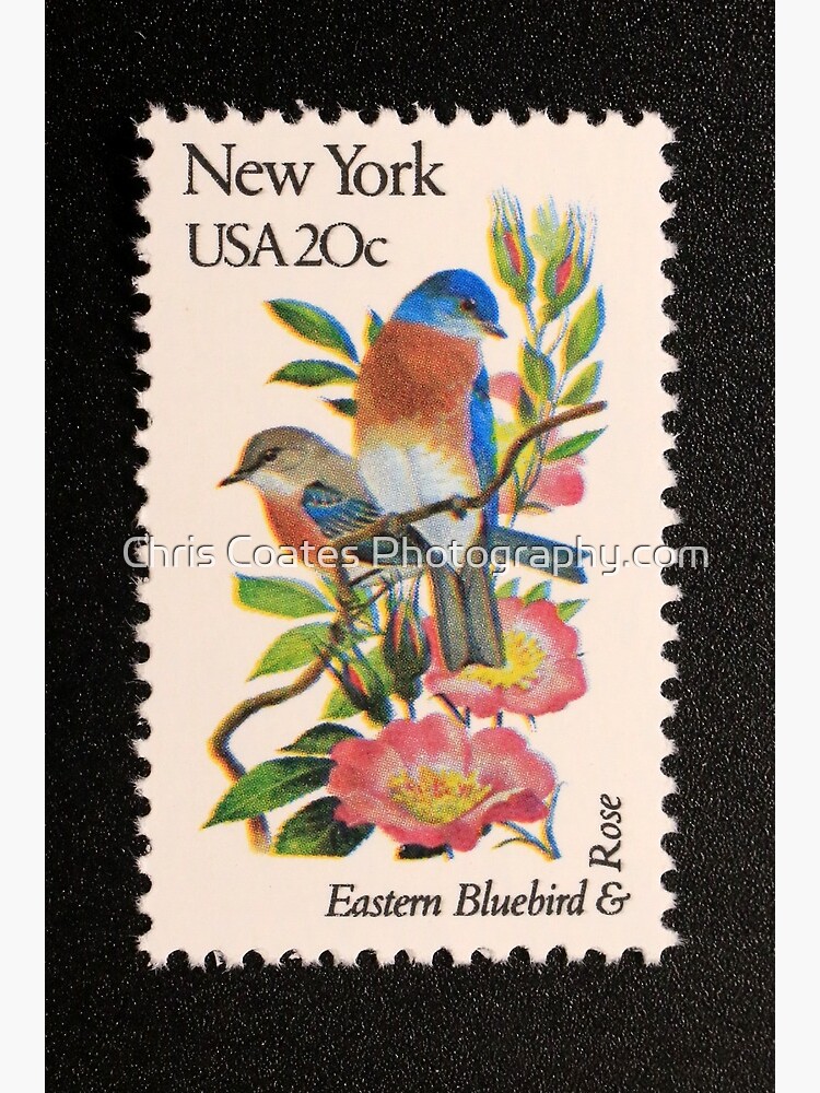 "1982 20c New York State Bird & Flower Postage Stamp" Framed Art Print