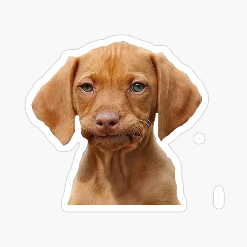 Doggo with hat meme Sticker for Sale by p0pculture3