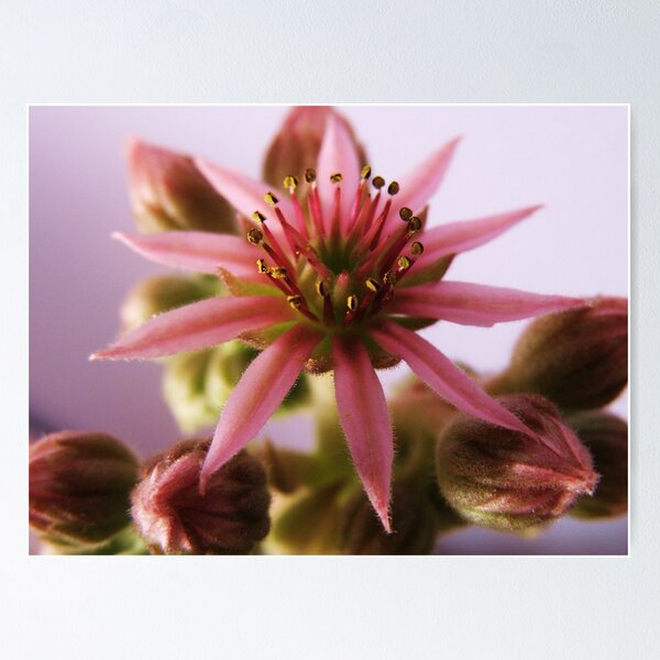 Aperçu de l'œuvre Pink Succulent créée et vendue par TracyD.