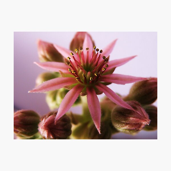 Artikelvorschau, Pink Succulent entworfen und verkauft von TracyD.