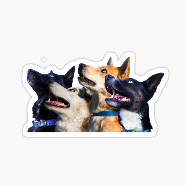 Dog friends - husky Sticker