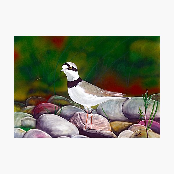 Item preview, Little Ringed Plover designed and sold by sandmartin.