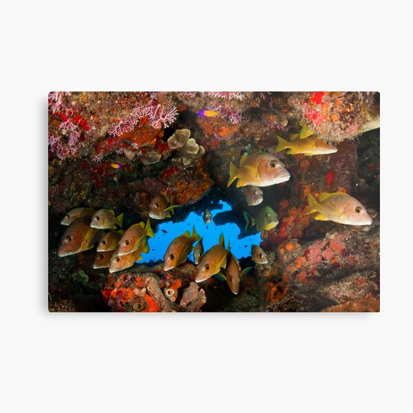 Fish in an underhang Metal Print
