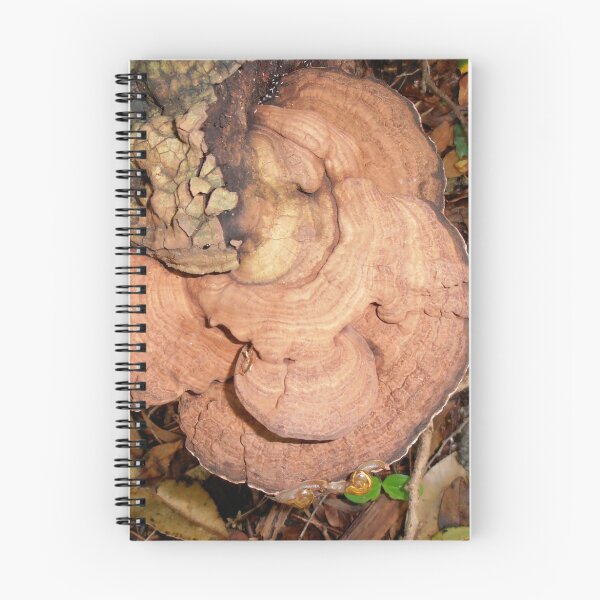 Item preview, Snails Feeding on Fungi, Budderoo National Park, Australia. designed and sold by kaysharp.