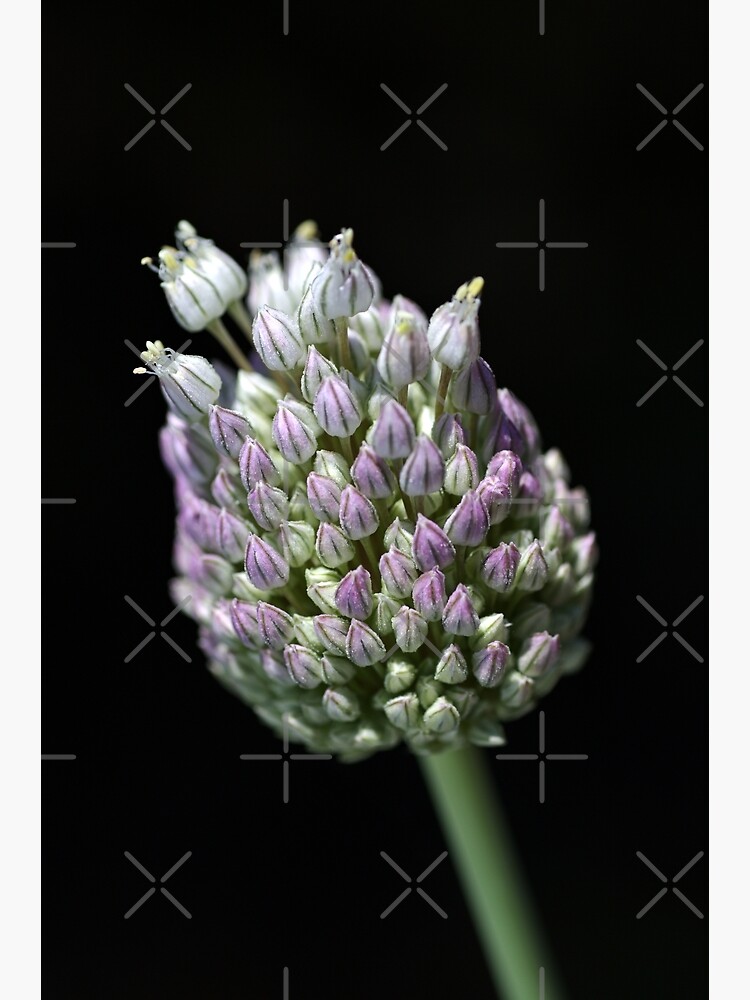 "Garlic Bud" Photographic Print by bubbleblue Redbubble