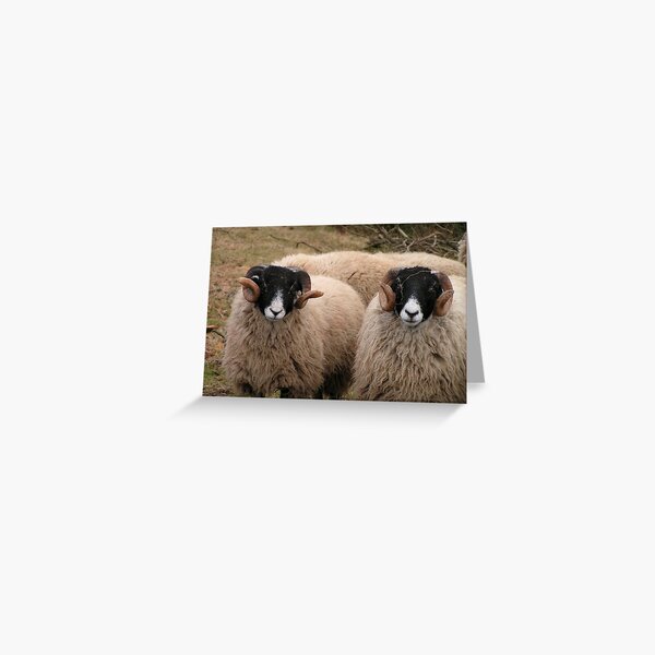 Portrait of Swaledale Ewes Greeting Card