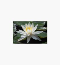 White Water Lily - Gibbs Gardens Art Board