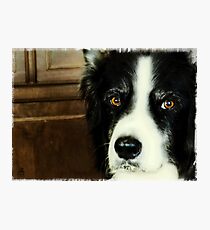 Max - Ontario Canada Photographic Print