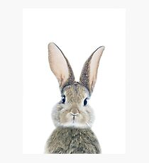Häschen Fotodruck