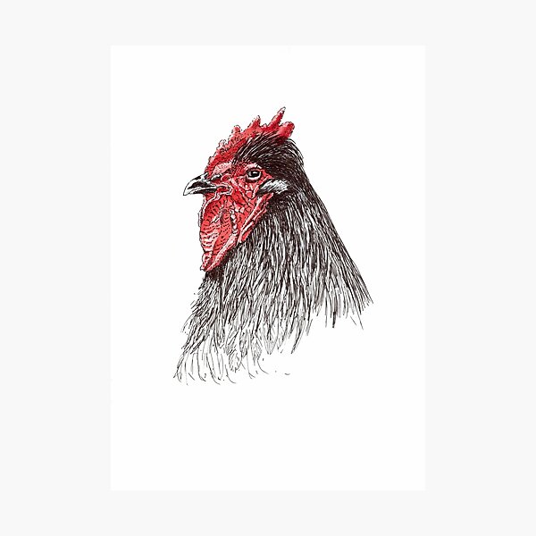 The mighty rooster Photographic Print
