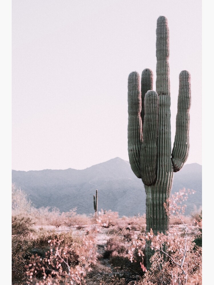 Desert Cactus by studioseven