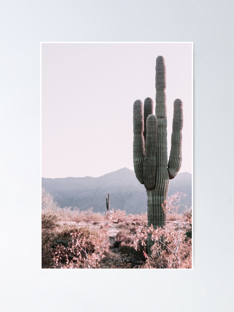 Alternate view of Desert Cactus Poster