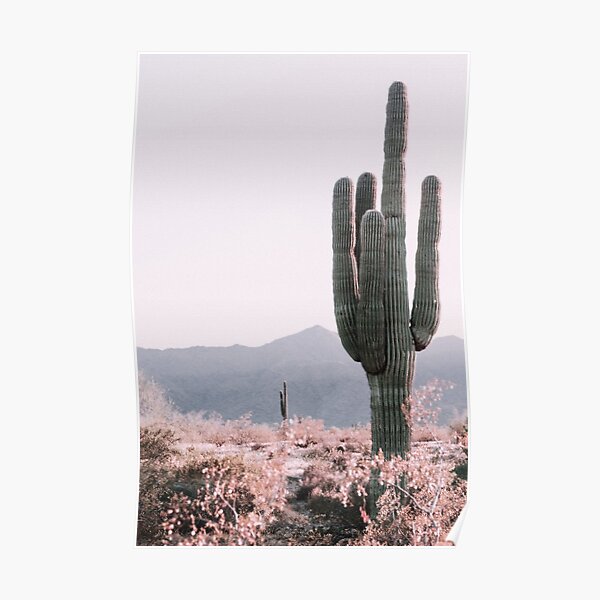 Desert Cactus Poster