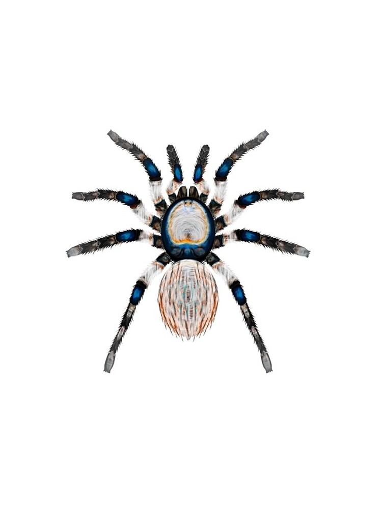 Desert Spider Hues by CrunchySqueak
