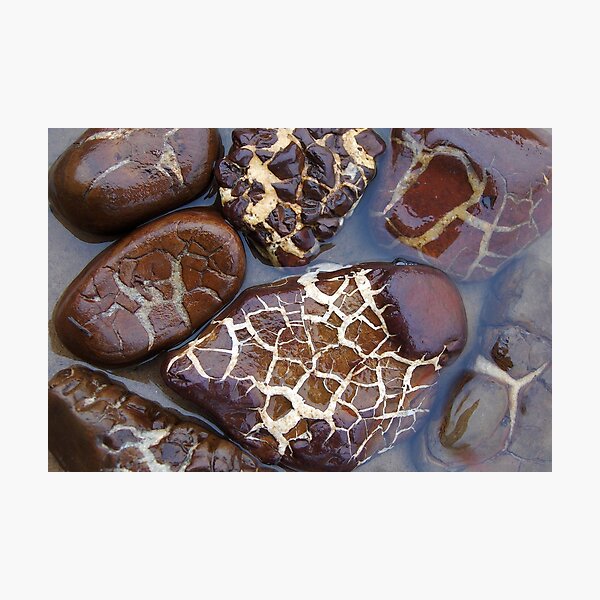 Turtle or Stone? Photographic Print