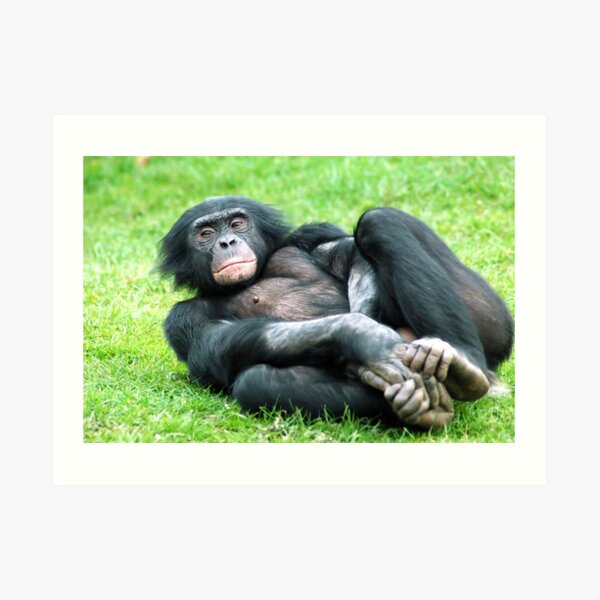 Bonobo Aerobics Art Print