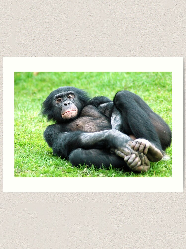 Alternate view of Bonobo Aerobics Art Print