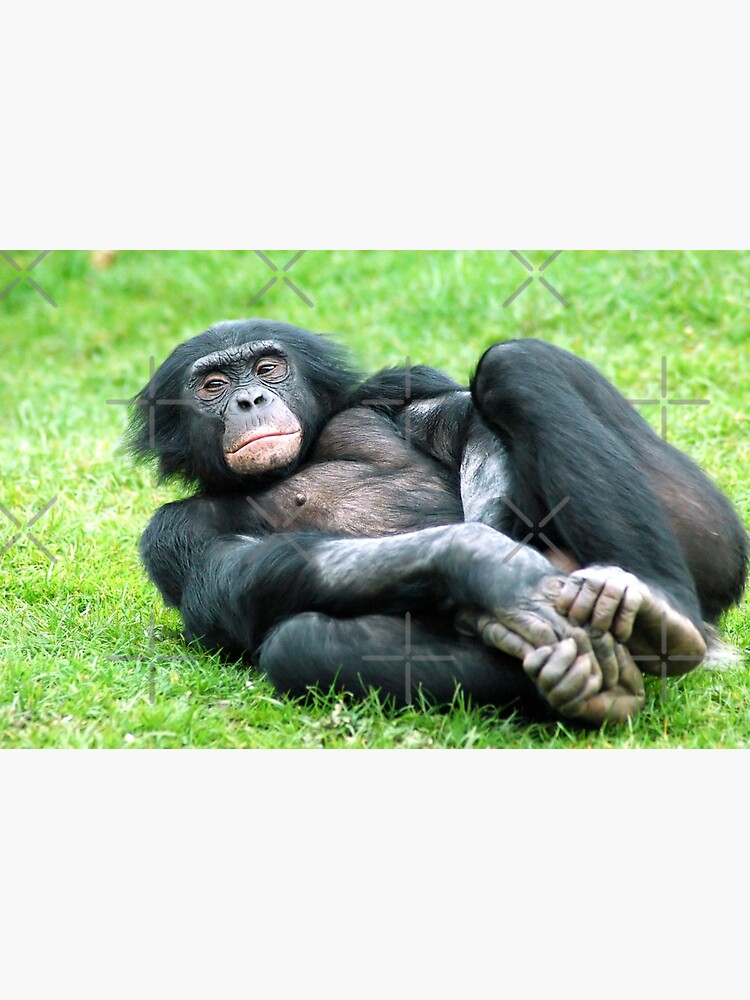 Bonobo Aerobics by senninha