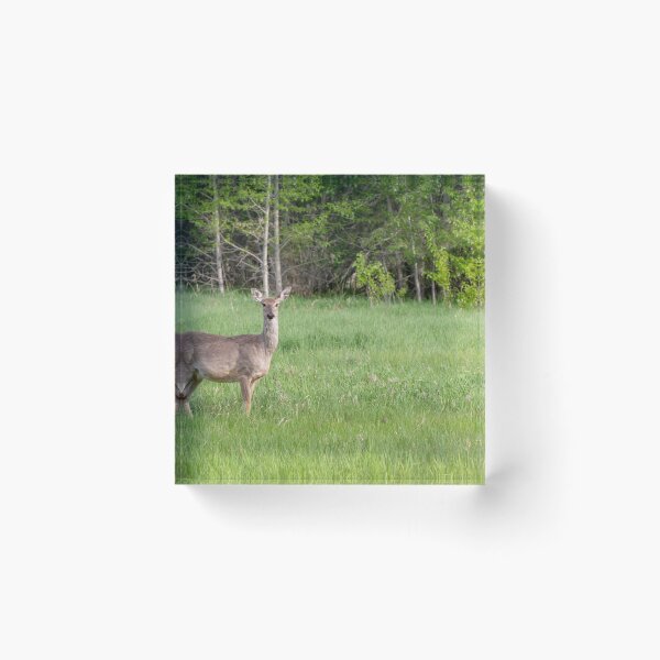 Item preview, Deer in a Field 2 designed and sold by Don Arsenault.