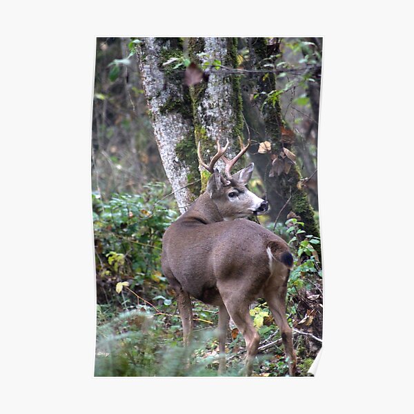 Blacktail buck... Poster