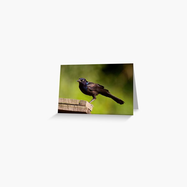 Black and Blue Greeting Card